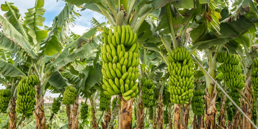 Fresh Bananas