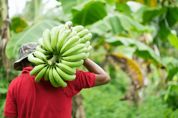 Agriculture
