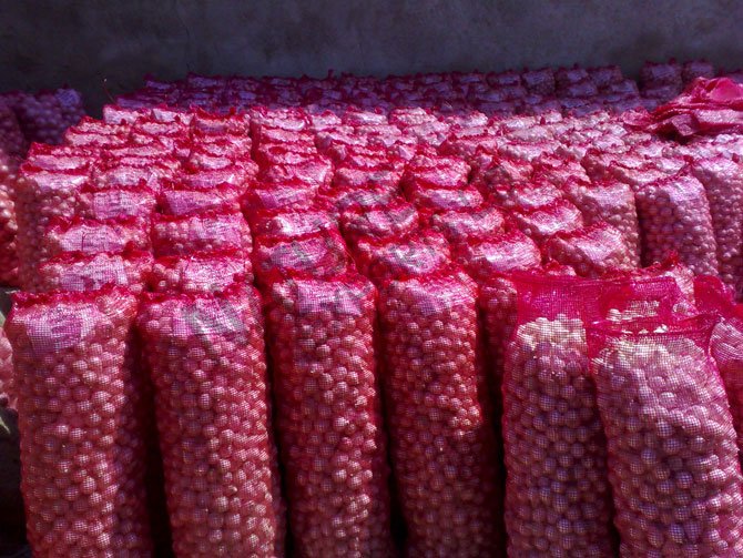 Red Onion Export