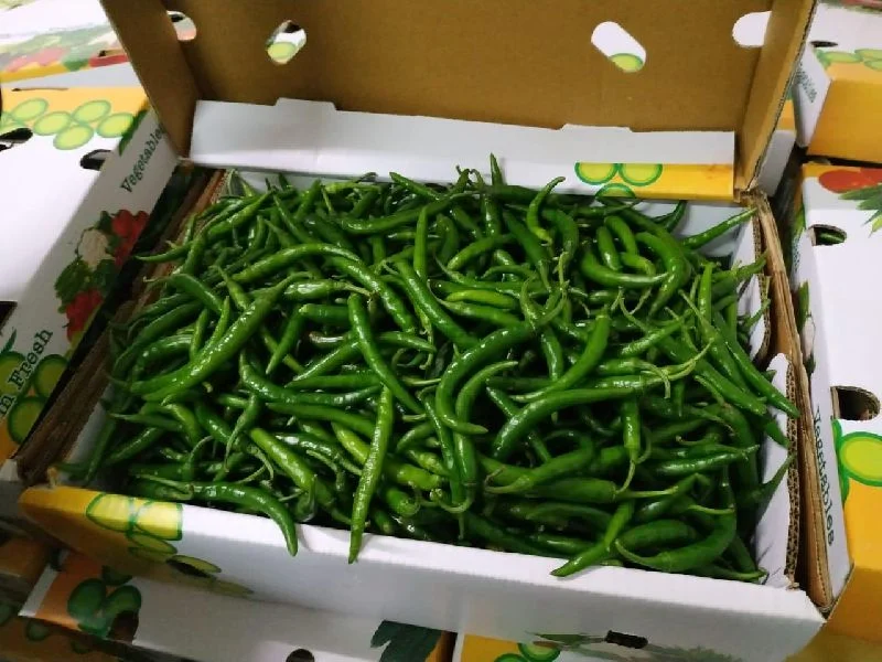 Green Chilli Export